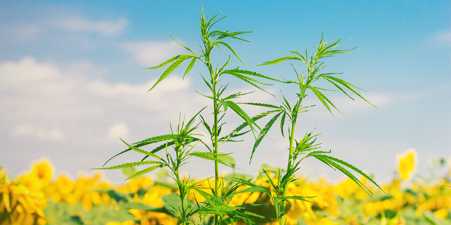 Mit&auml; ovat kannabiksen kumppanikasvit?