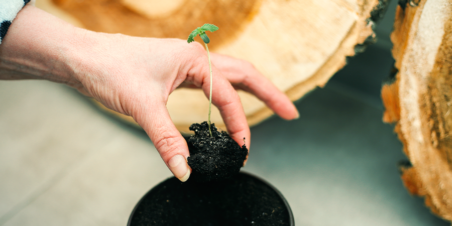 Itämisen jälkeinen siirtoistutus Transplanting After Seeds Germinate - CANNABIS