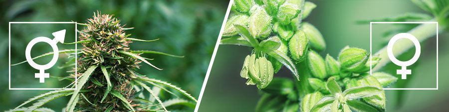 Feminisoidut vs tavalliset kannabiksen siemenet Feminized vs regular cannabis seeds
