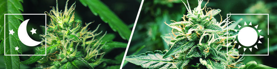 Valojakso vs Autoflower Valojakso vs Autoflower