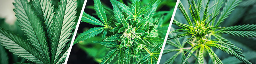Sativa vs indica vs hybrid kannabiksen siemenet Sativa vs indica vs hybrid cannabis seeds