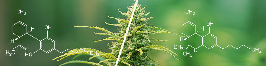 THC vs CBD THC vs CBD