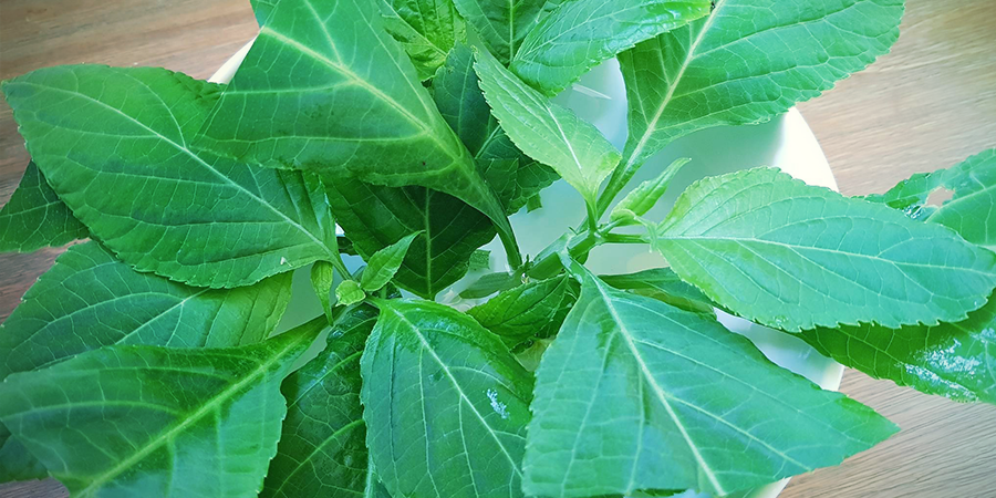 Voiko Salvia divinorumia kasvattaa? Voiko Salvia divinorumia kasvattaa?