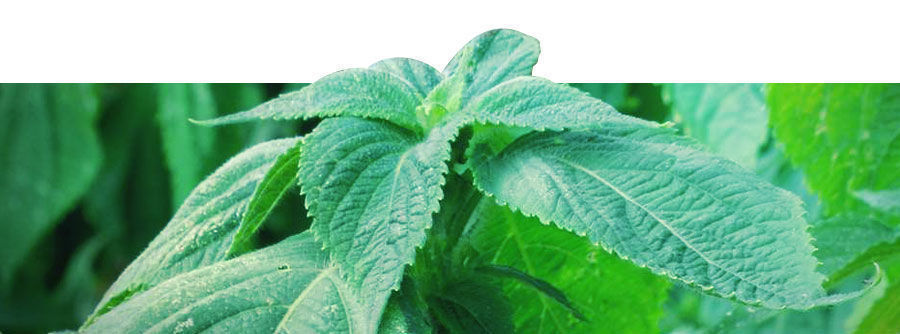 Tietoa Salvia divinorumista Tietoa Salvia divinorumista