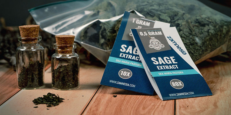 Miten ja mistä voit hankkia Salvia divinorumia? Miten ja mistä voit hankkia Salvia divinorumia?