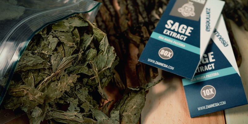 Miten Salvia divinorum toimii? Miten Salvia divinorum toimii?