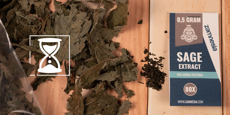 Kuinka kauan Salvia divinorum -vaikutukset kestävät? Kuinka kauan Salvia divinorum -vaikutukset kestävät?