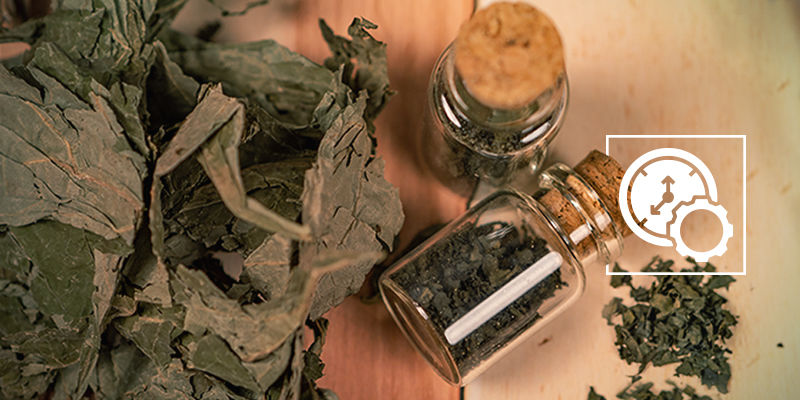 Kuinka kauan salvia pysyy elimistössäsi? Kuinka kauan salvia pysyy elimistössäsi?