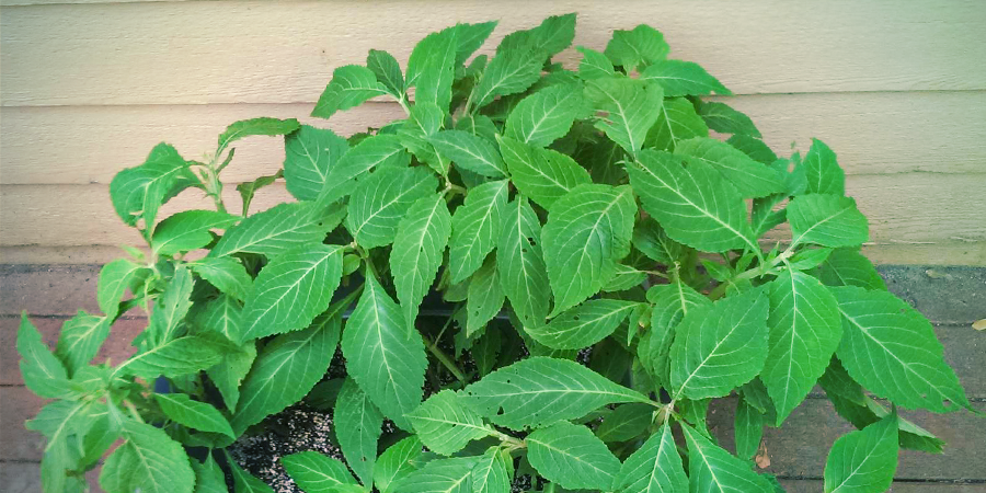Millä muilla nimillä Salvia divinorum tunnetaan? Millä muilla nimillä Salvia divinorum tunnetaan?