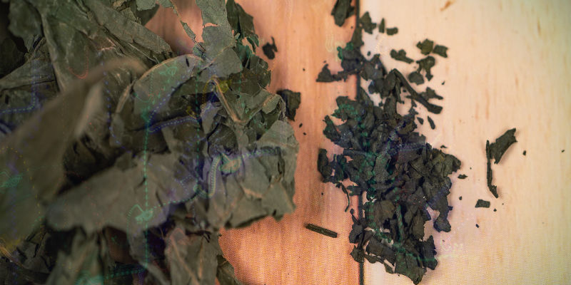 Miksi salvia on — joskus — niin pelottava matka? Miksi salvia on — joskus — niin pelottava matka?