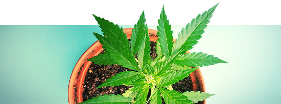 Autoflower kannabiksen siemenet