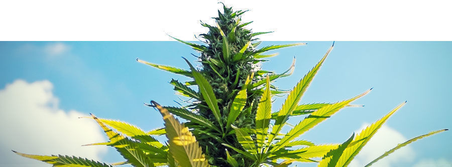 Feminisoidut kannabiksen siemenet