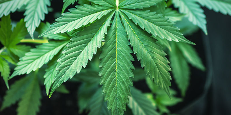 Mistä kasveista valmistetaan korkean CBD-pitoisuuden tuotteita? Mistä kasveista valmistetaan korkean CBD-pitoisuuden tuotteita?