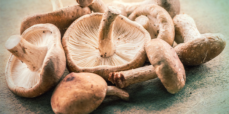 Shiitake-sieni Shiitake-sieni