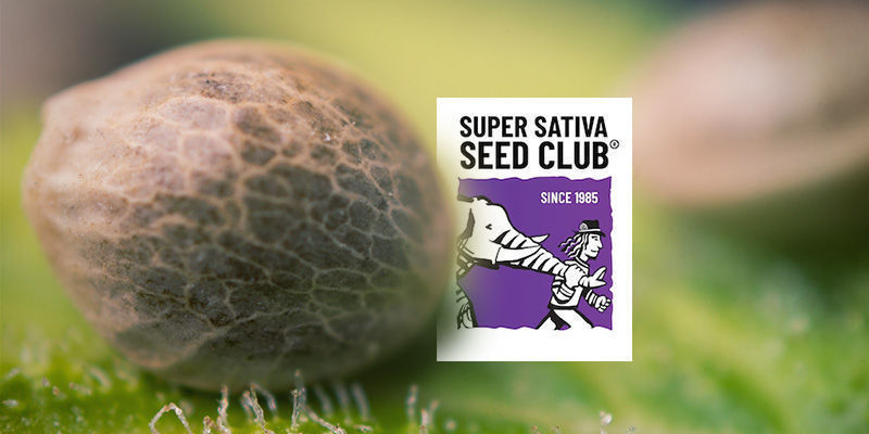 Sisältääkö Super Sativa Seed Clubin valikoima vain sativa-siemeniä? Sisältääkö Super Sativa Seed Clubin valikoima vain sativa-siemeniä?