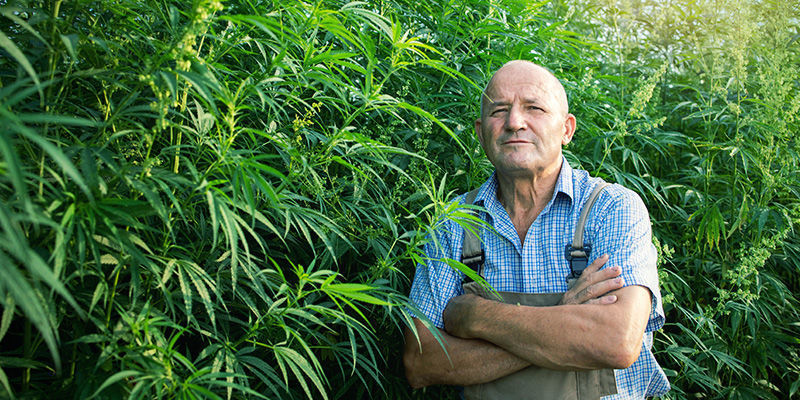 Modern Day SSSC Modern Day SSSC (Super Sativa Seed Club)
