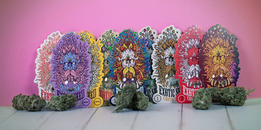 Palkitut kannabislajikkeet – Exotic Seed Palkitut kannabislajikkeet – Exotic Seed