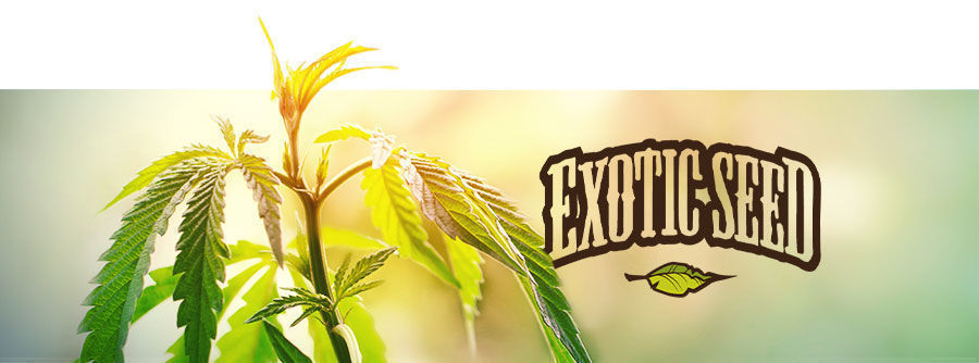 Exotic Seed - Kannabiksen siemenet Exotic Seed - Kannabiksen siemenet