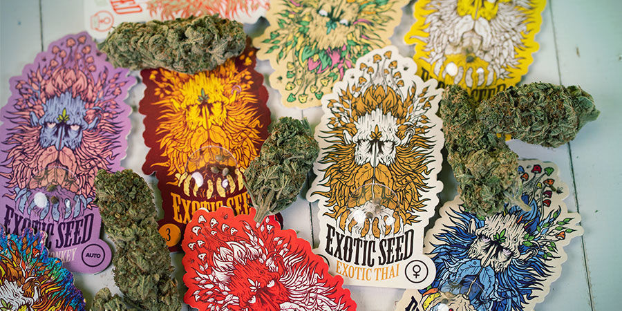 Miten Exotic Seedin kannabiksen siemenet pakataan? Exotic Seed Cannabis Seeds Package