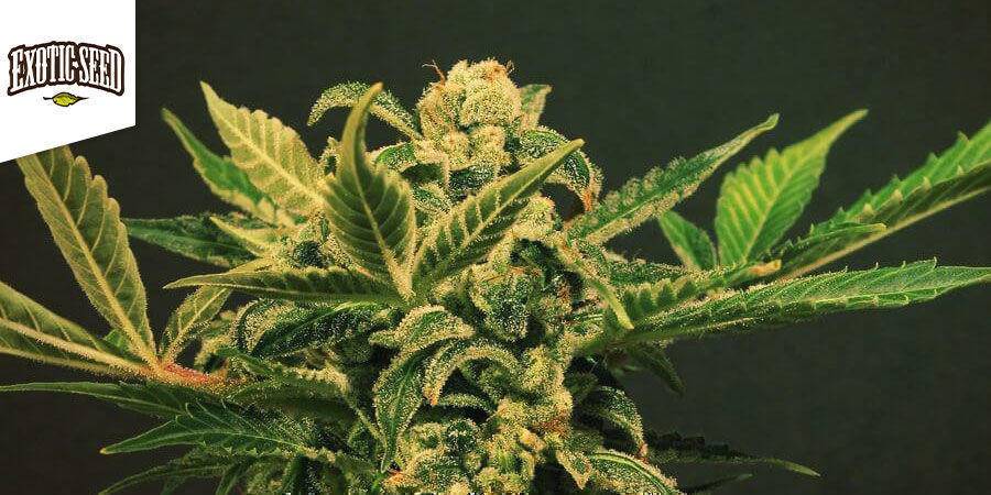 Russian Automatic – Exotic Seed Russian Automatic - Exotic Seed