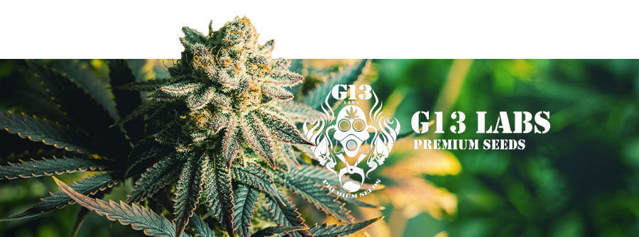 G13 Labs - Kannabiksen siemenet G13 Labs - Kannabiksen siemenet