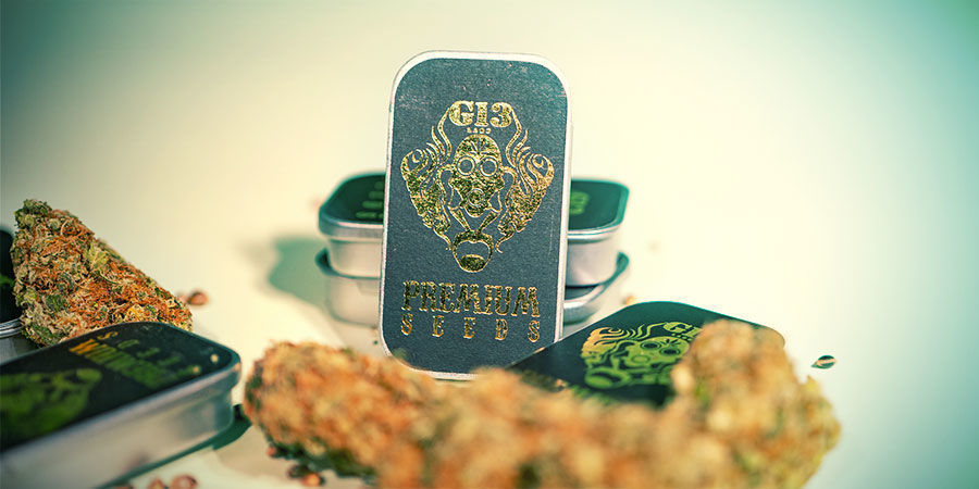 Mitkä ovat G13 Labsin top 3 kannabislajikkeet? G13 Labsin top 3 kannabislajiketta