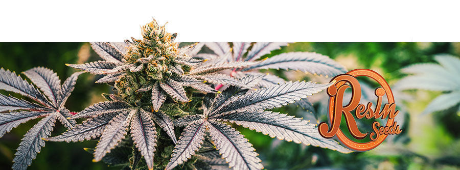 Resin Seeds Resin Seeds - Kannabiksen siemenet