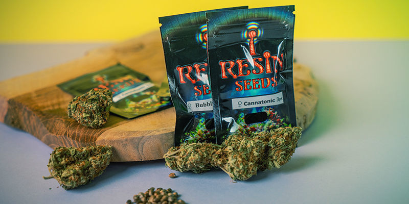 Resin Seeds: Vain feminisoidut kannabiksen siemenet Resin Seeds: Feminisoidut kannabiksen siemenet