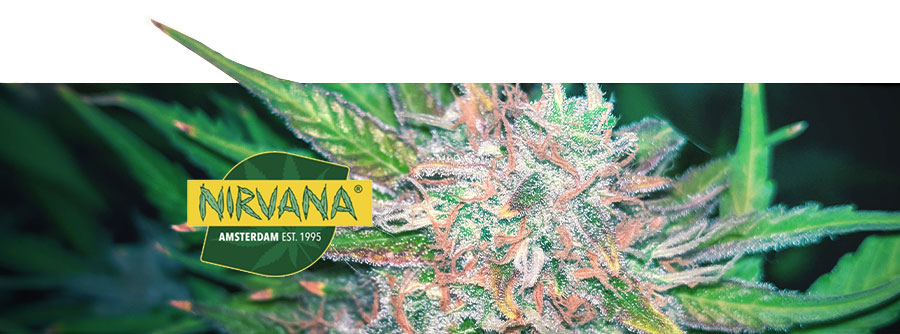 Tietoa Nirvana Seedsistä Tietoa Nirvana Seedsistä