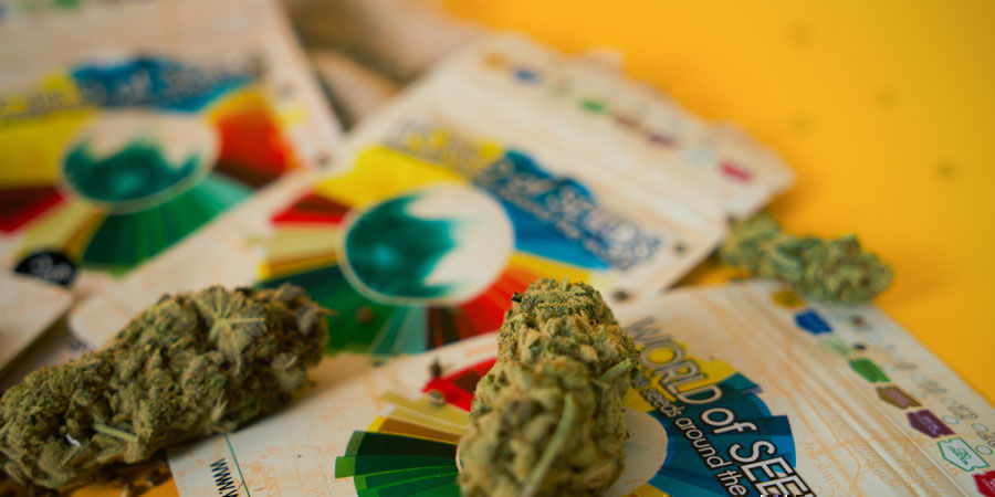 Mitkä ovat World Of Seedsin parhaat kannabislajikkeet? Mitkä ovat World Of Seedsin parhaat kannabislajikkeet?