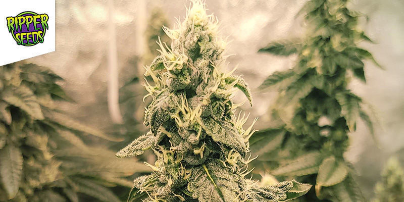 OMG - Ripper Seeds