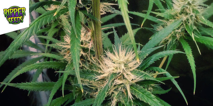 Ripper Haze - Ripper Seeds