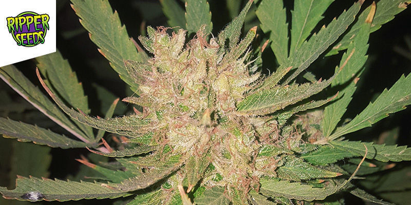 Zombie Kush - Ripper Seeds