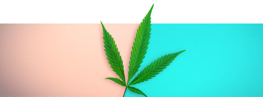 tavalliset kannabiksen siemenet