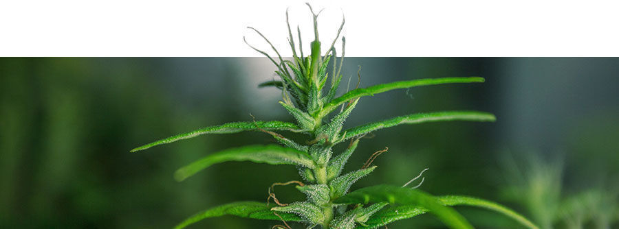 Klassiset kannabislajikkeet