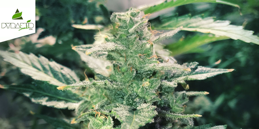 Auto Anesthesia (Pyramid Seeds) Feminisoidut