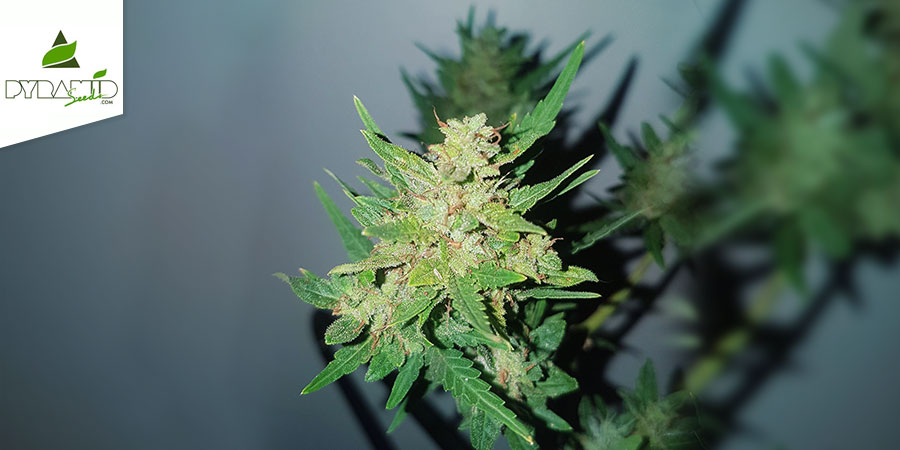 Auto Nefertiti (Pyramid Seeds) Feminisoidut