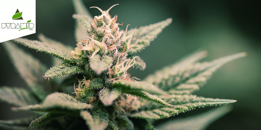 Super Hash (Pyramid Seeds) Feminisoidut