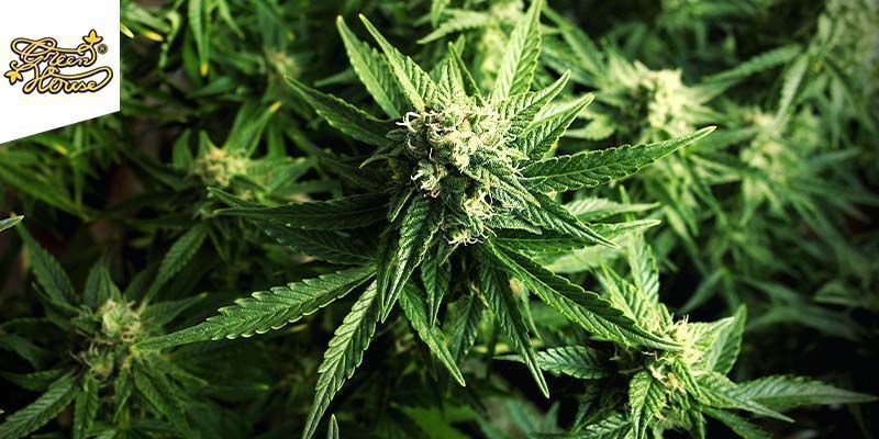 Arjan&rsquo;s Ultra Haze #1  (Greenhouse Seeds)