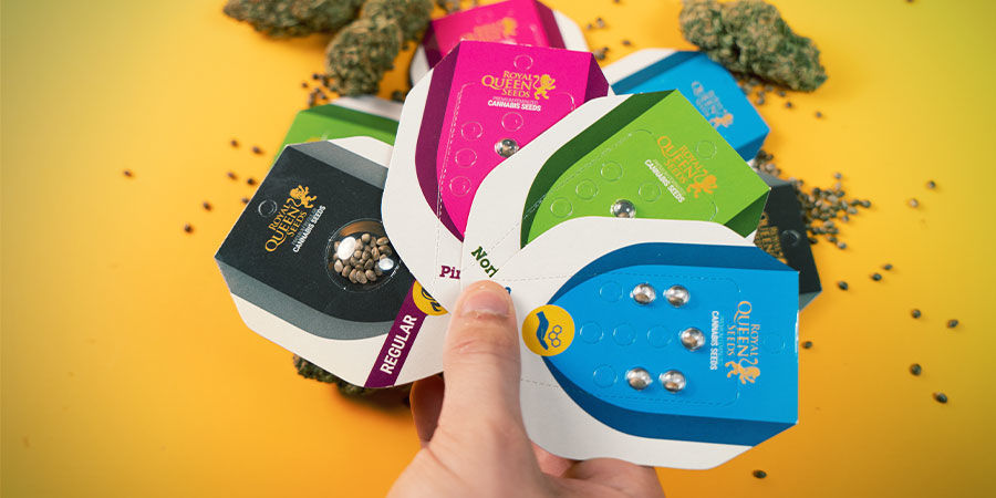 Ovatko Royal Queen Seedsin siemenet hyviä? Royal Queen Seeds Good?