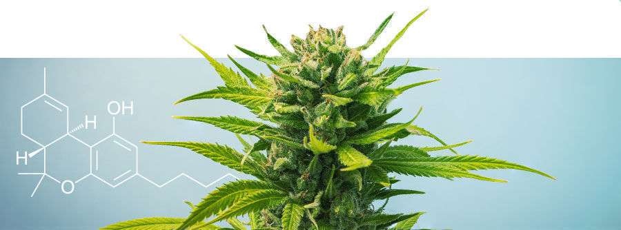 Opas korkean THC-pitoisuuden lajikkeisiin Opas korkean THC-pitoisuuden lajikkeisiin