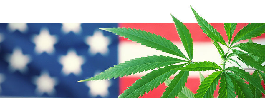 Amerikkalainen kannabis Amerikkalainen kannabis