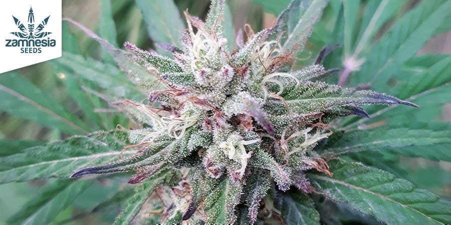 CBD Fix Zamnesia Seedsiltä CBD Fix By Zamnesia Seeds
