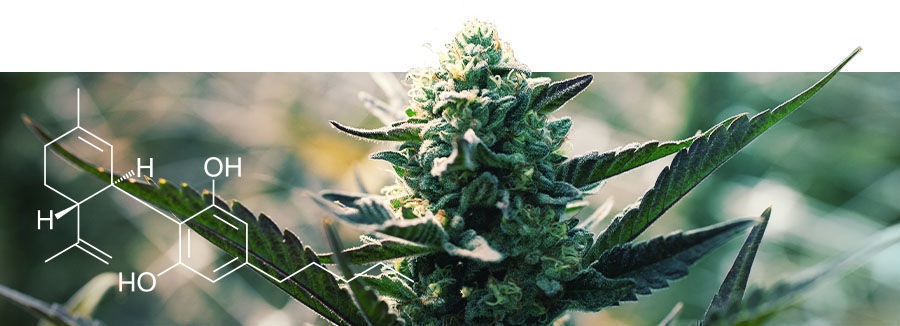 Tietoa korkean CBD:n kannabislajikkeista Tietoa korkean CBD:n kannabislajikkeista