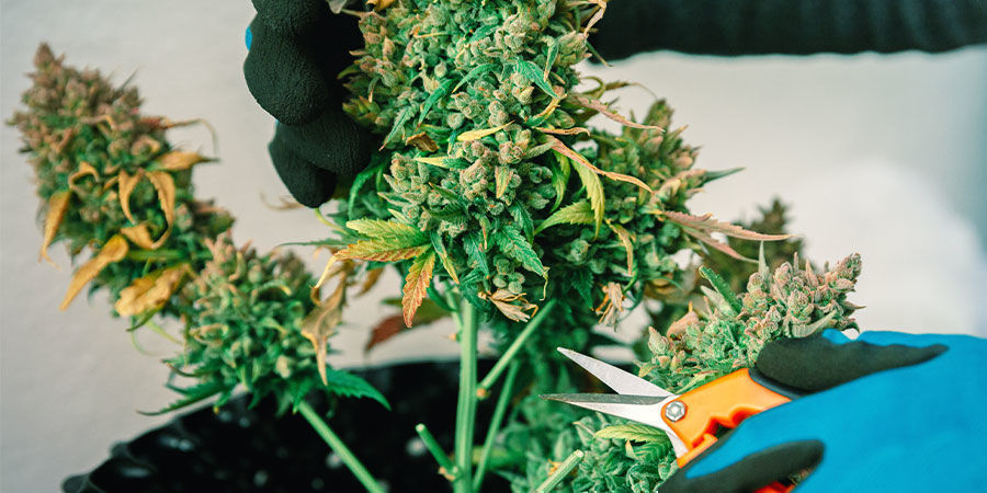Korkea CBD vs korkea THC -lajikkeet Korkea CBD vs korkea THC -lajikkeet