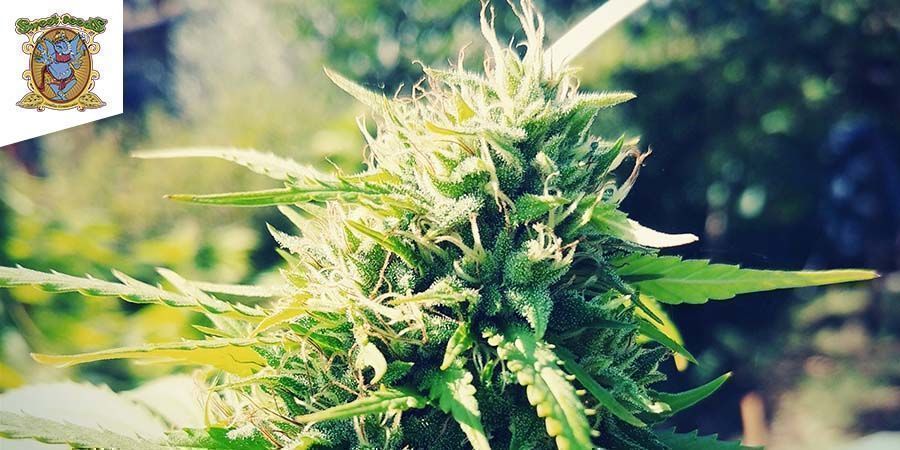 Sweet Pure CBD By Sweet Seeds Sweet Pure CBD By Sweet Seeds