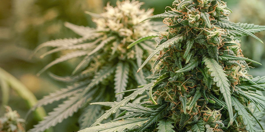 Mikä lasketaan korkean CBD:n lajikkeeksi? Mikä lasketaan korkean CBD:n lajikkeeksi?