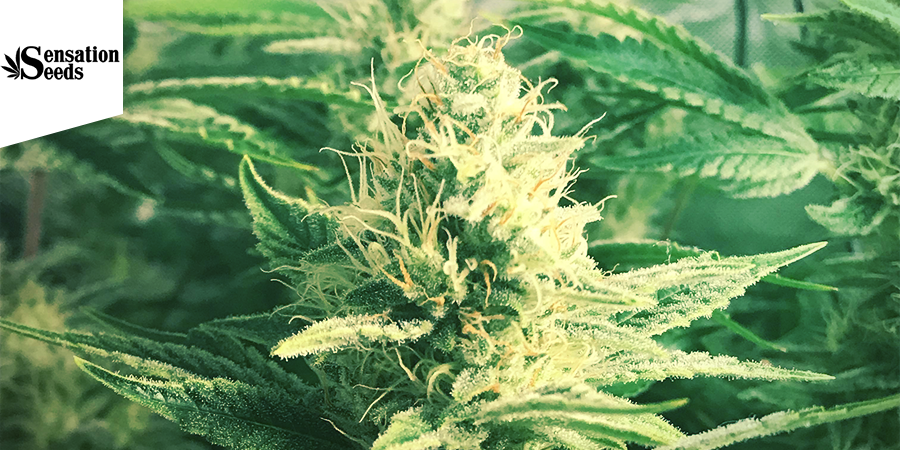 White Widow (Sensation Seeds) feminisoitu