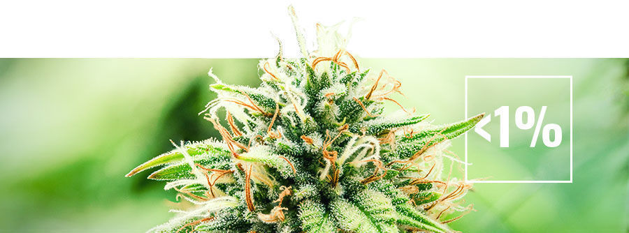 Tietoa matalan THC:n kannabiksesta (alle 1 %)