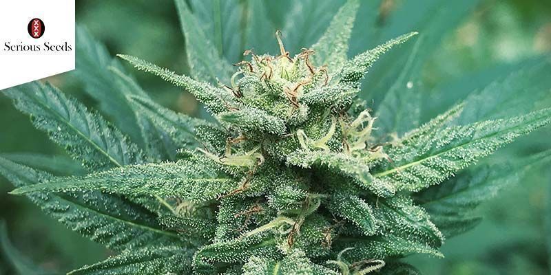 Serious 6 (Serious Seeds) feminisoidut